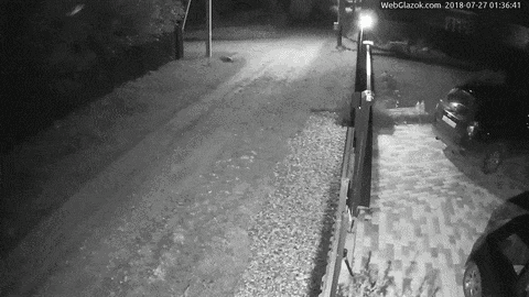 Ложные срабатывания датчика движений на насекомых