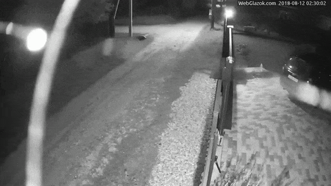 Ложные срабатывания датчика движений на паутину